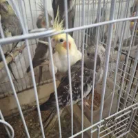 تعدادی عروس هلندی نروماده