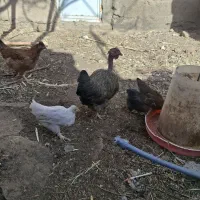 مرغ خروس محلی کاملا ارگانیک وجوان