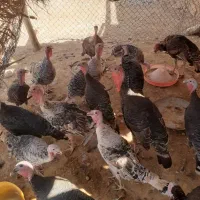 بوقلمون|حیوانات مزرعه|اندیمشک, |دیوار