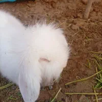 خرگوش لوپ سفید|موش و خرگوش|خمینی‌شهر, |دیوار