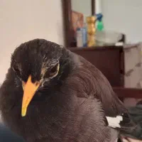 مرغ مینا|پرنده|کرمانشاه, |دیوار