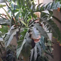 انواع بنسای یوکا و ...|گل و گیاه طبیعی|کرج, بنیاد|دیوار