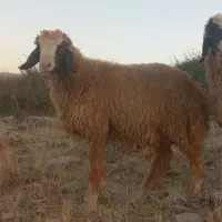 بره قوچ|حیوانات مزرعه|سرپل ذهاب, |دیوار