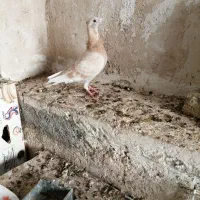 کبوترصرب،الماسی وغوره زرد