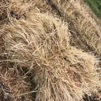علوفه آرپا گینه