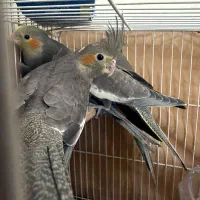 جوجه عروس هلندی سیامون