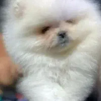 خرسی|سگ|شیراز, اصلاح‌نژاد|دیوار