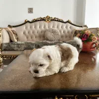 فروش توله‌سگ فقط به افراد مسئول و عاشق حیوانات