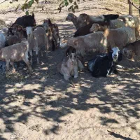 تعداد بز بزغاله فروشی|حیوانات مزرعه|خوسف, |دیوار