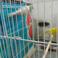 قناری کشیده بلند|پرنده|مشهد, فاطمیه|دیوار