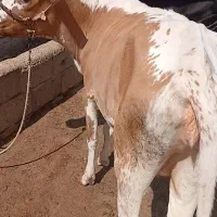 گاو جنس درجه یک|حیوانات مزرعه|مسجد سلیمان, |دیوار