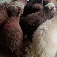 ۱۵ راس بره پای پروار(میش بز بزغاله گوسفند))|حیوانات مزرعه|پلدختر, |دیوار