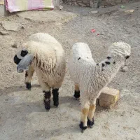 بره نروماده وطنی قیمت دوتاباهم15500