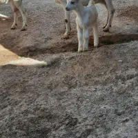 بز سانن|حیوانات مزرعه|قائن, |دیوار