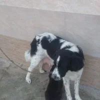 واگزاری رایگان سگ ژرمن|سگ|سنگر, |دیوار