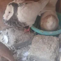 کفتر طوقی کاکلی پالخت  هفرنگ سیاه ۵عدد