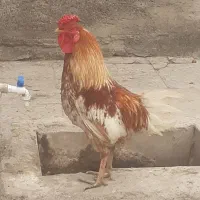 خروس تاج زرتی