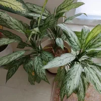 گل دیفن|گل و گیاه طبیعی|سنندج, |دیوار
