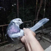 نر کله ماسی