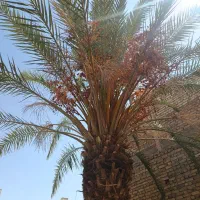 درخت خرما (نخل)|گل و گیاه طبیعی|اردکان, |دیوار