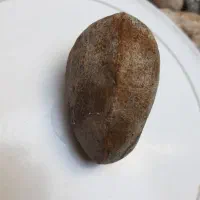 فسیل وسنگ