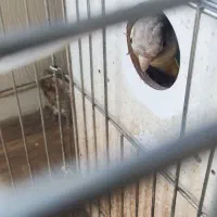 جفت مولد تضمینی گرینچیک آناناسی رد|پرنده|ملارد, |دیوار