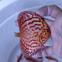 دیسکس گریدبالا|ماهی|مشهد, الهیه|دیوار