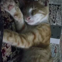 خیلی شیطونه بانمک