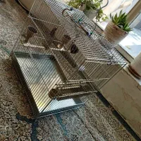 سیره قفس|پرنده|بروجرد, |دیوار