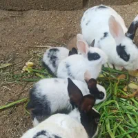 خرگوش|موش و خرگوش|بندر ماهشهر, |دیوار