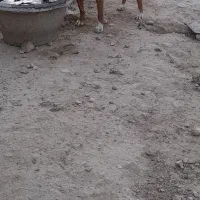 شکاری ۱۵ ماهه مخصوص پرنده و شکار ردزن|سگ|آشخانه, |دیوار