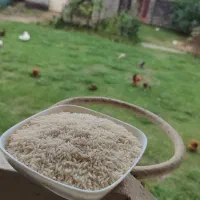 برنج درشت لاشه و نیم دانه هاشمی سورت شده|خوردنی و آشامیدنی|رشت, نیروی دریایی|دیوار
