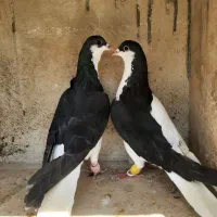 کبوتر چپ و خوشرنگ سیاه