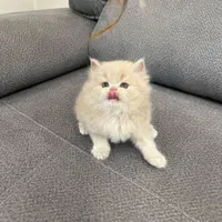 پشمالو های آروم|گربه|کرمانشاه, |دیوار