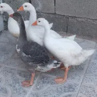 غاز