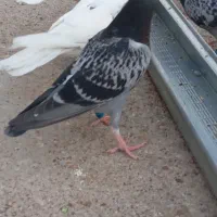 تعدادی پلاکی وکله ای|پرنده|گتوند, |دیوار