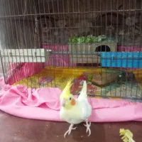 عروس هلندی یا همون لپ سرخی