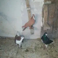 3تا کفتر گرفتنی|پرنده|شیراز, شهرک صدا و سیما|دیوار