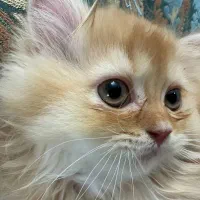 گربه بیریتیش|گربه|قرچک, مهدیه|دیوار