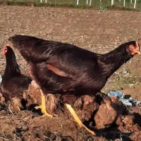 جوجه۱روزه|حیوانات مزرعه|اهواز, پردیس|دیوار