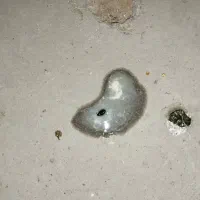 کبوتر پلنگ.انگل.پاکسازی|پرنده|رفسنجان, |دیوار