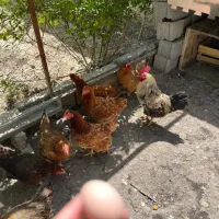 بهترین تخم مرغ نطفه دار|حیوانات مزرعه|ماهدشت, |دیوار