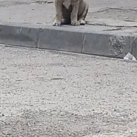 توله سرابی نسل دار معاوضه با گوسفند