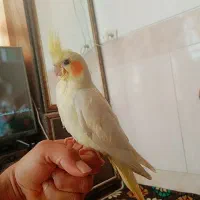 عروس هلندی جوجه