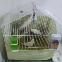 فروش جوجه عروس هلندی