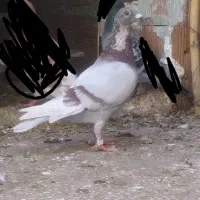 کبوتر قورگی مسابقه رفته|پرنده|مینودشت, |دیوار