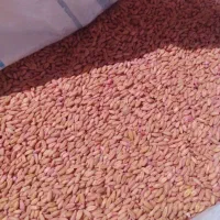 گندم بوجاری شده