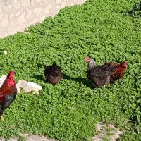 مرغ خروس لری|حیوانات مزرعه|مسجد سلیمان, |دیوار