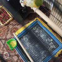 گرنچیک آناناسی