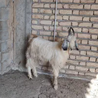 چوش چاتمه|حیوانات مزرعه|سیمین شهر, |دیوار